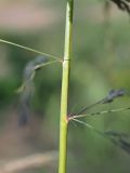 Eragrostis pilosa