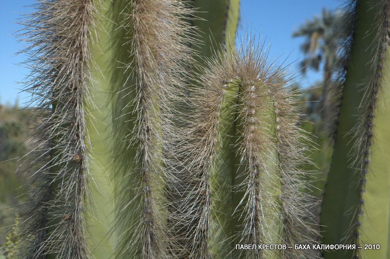 Изображение особи Pachycereus schottii.