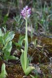 Orchis simia. Цветущее растение (высота — 21 см, длина соцветия — 4,5 см). Дагестан, Кумторкалинский р-н; хр. Нарат-Тюбе, выс. ок. 580 м н.у.м., склон СВ экспозиции, разреженный дубовый лес. 28 апреля 2023 г.