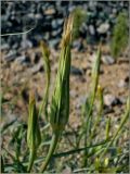 Tragopogon pratensis. Соплодие. Чувашия, окр. г. Шумерля, ст. Кумашка, ж.-д. насыпь. 1 сентября 2009 г.