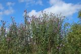 Centaurea jacea