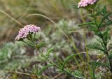 Achillea asiatica. Верхушка цветущего побега. Башкортостан, Учалинский р-н, Миндякский сельсовет, каменистый склон горы Акбура ≈ 750 м н.у.м. 3 сентября 2023 г.