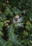 Cirsium obvallatum. Верхушка цветущего растения. Чечня, Шаройский р-н, западный склон пер. Цумандинский, выс. 2050 м н.у.м., край небольших зарослей лиственных деревьев. 23 августа 2023 г.