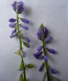 Polygala comosa