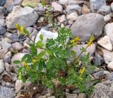 Corydalis ochotensis