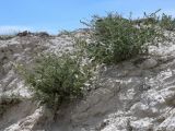 Chenopodium frutescens