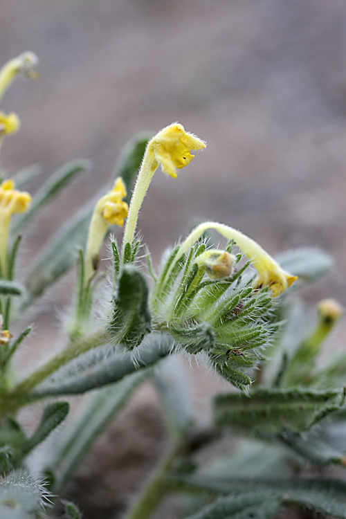 Image of Arnebia decumbens specimen.