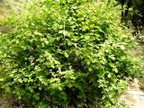 Rubus sanctus. Заросли цветущих растений. Копетдаг, Чули. Май 2011 г.