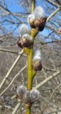 Salix caprea