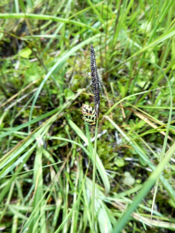 Изображение особи Carex meyeriana.