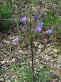 Campanula sibirica. Верхушка цветущего растения. Ростовская обл., Куйбышевский р-н, окр. пос. Лысогорка, петрофитная нагорная степь. 15.05.2012.