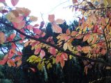 Parrotia persica. Часть ветви с листьями в осенней окраске. Южный берег Крыма, Никитский ботанический сад. 28 ноября 2012 г.