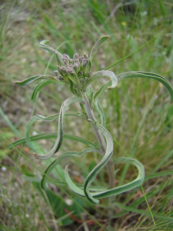 Изображение особи Erysimum canescens.