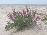 Astragalus подвид eupatoricus