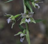 Epipactis подвид degenii