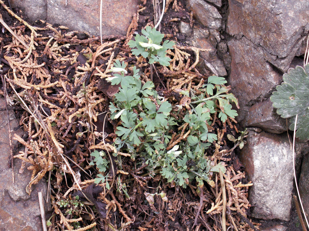 Изображение особи Corydalis capnoides.