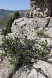 Cerasus tianshanica. Цветущее растение. Южный Казахстан, хр. Боролдайтау, гора Нурбай; высота 1200 м н.у.м. 23.04.2012.