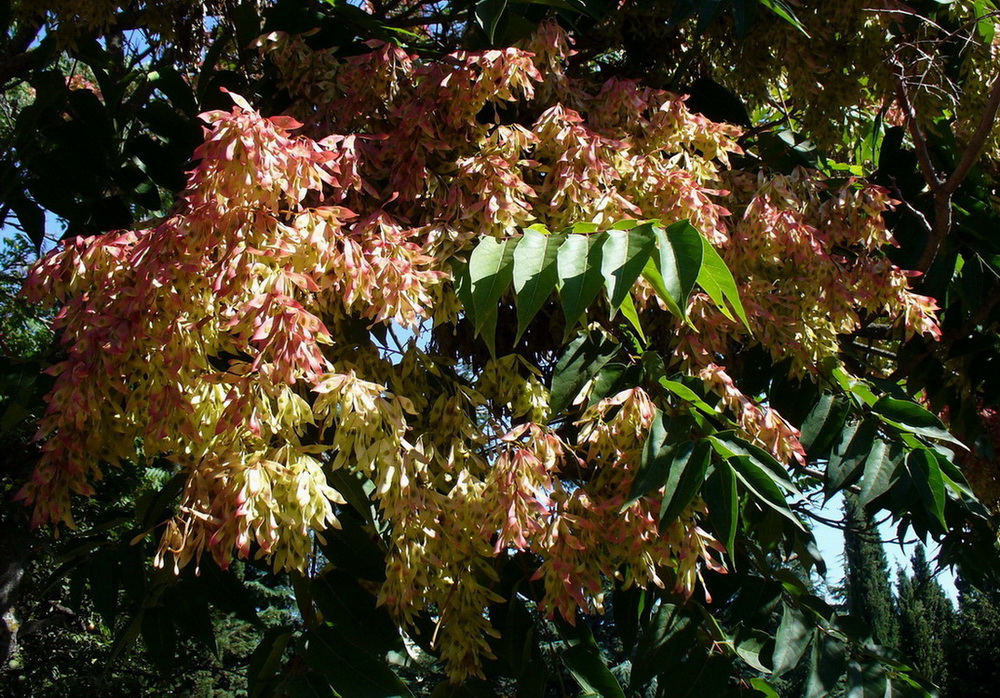 Изображение особи Ailanthus altissima.