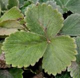 Potentilla megalantha