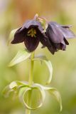 Fritillaria camschatcensis