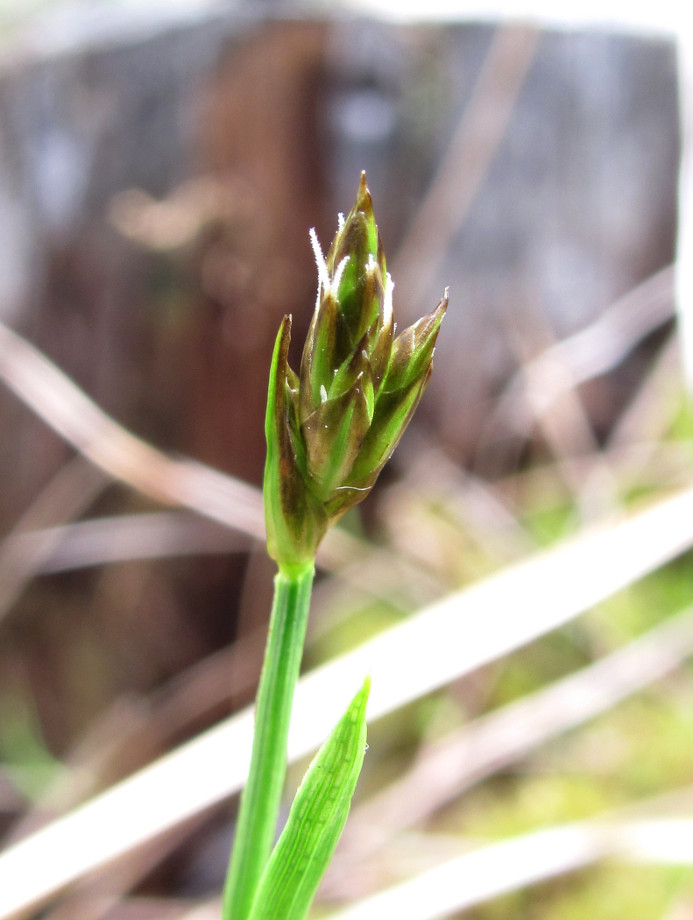 Изображение особи Carex chordorrhiza.