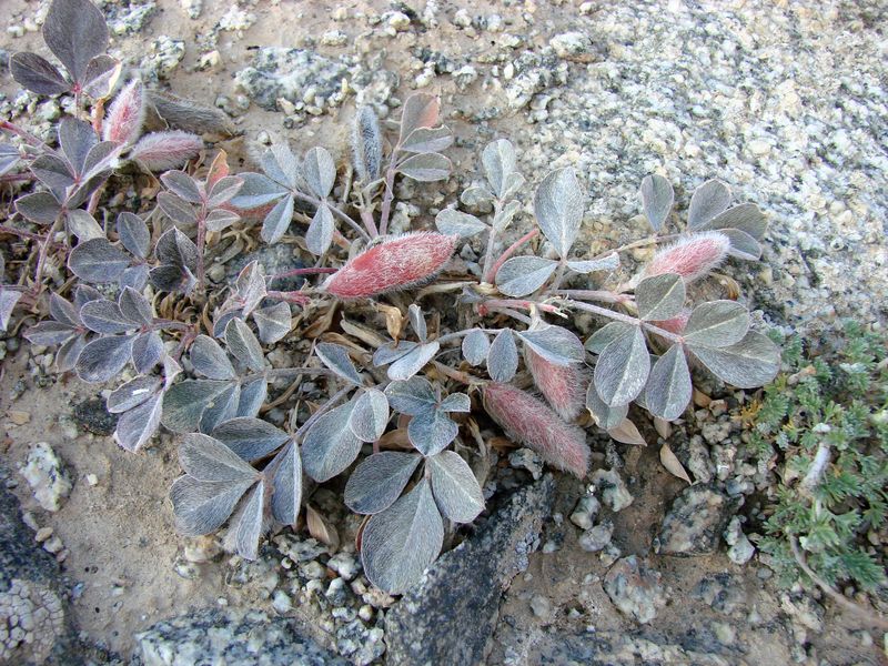 Изображение особи Astragalus subbijugus.