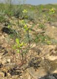 Meniocus linifolius. Цветущее и плодоносящее растение. Крым, Первомайский р-н, окр. с. Войково, заброшенный карьер. 22 мая 2016 г.