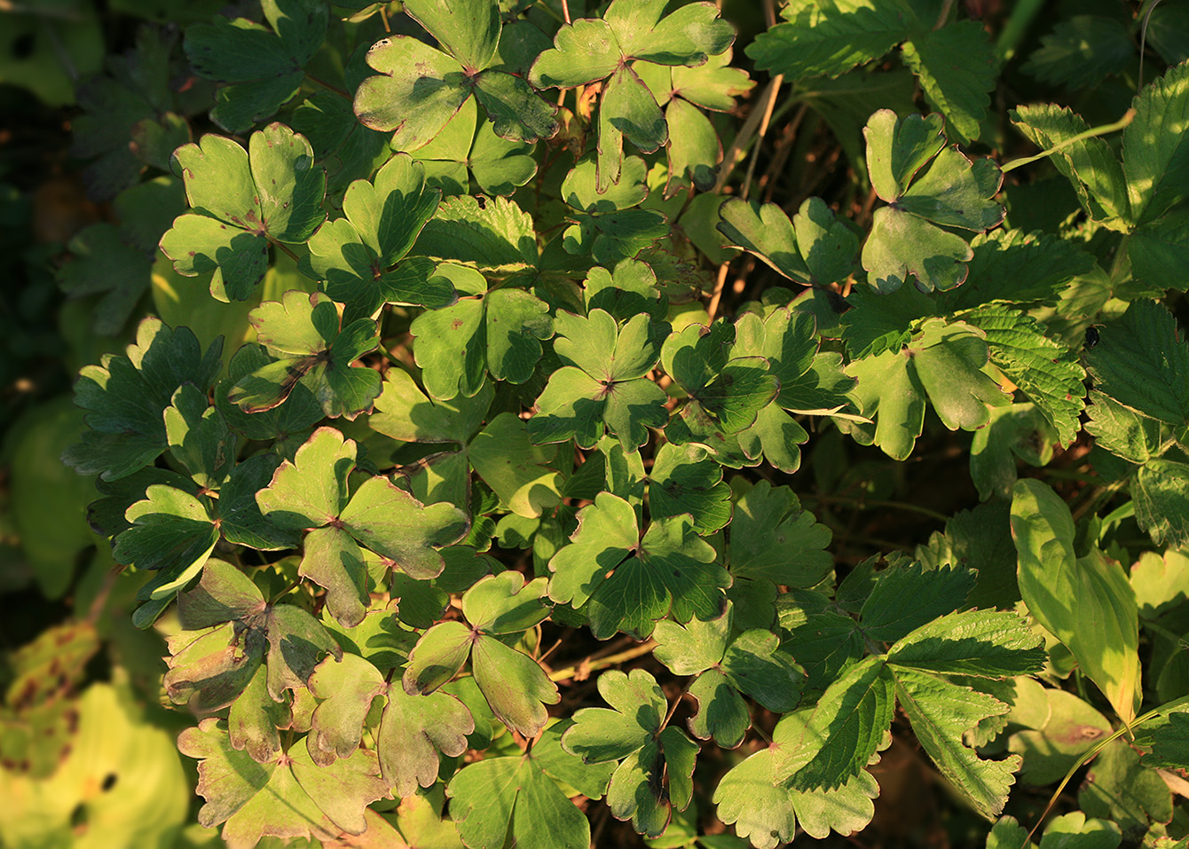 Изображение особи Aquilegia flabellata.