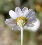 genus Anthemis