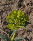 Euphorbia stepposa. Верхушка цветущего растения. Украина, г. Запорожье, балка Щавелевая, степь. 08.05.2017.