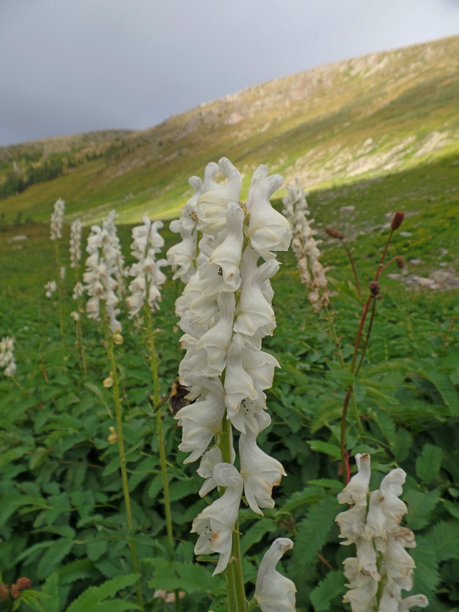 Изображение особи Aconitum leucostomum.