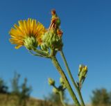 Picris hieracioides. Верхушка растения с соцветиями. ЮЗ Крым, Варнутская долина, окр. с. Резервное, луг. 31.07.2017.