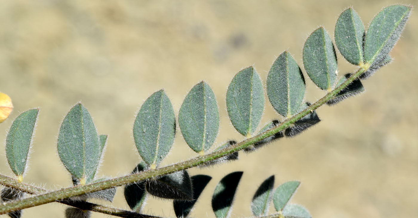 Изображение особи род Astragalus.