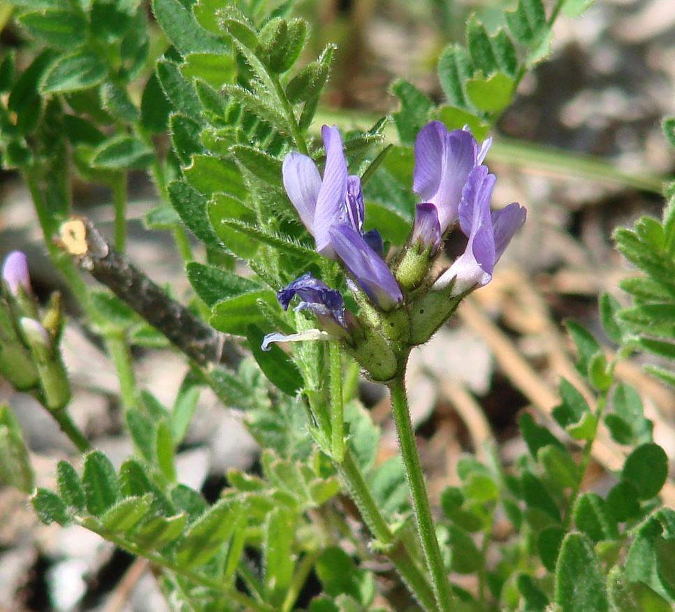 Изображение особи Astragalus danicus.