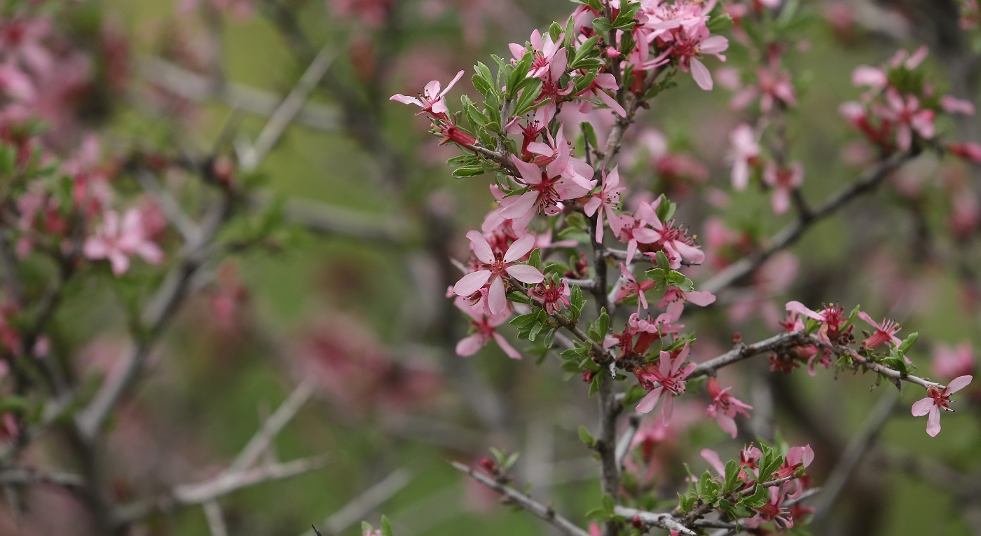 Изображение особи Amygdalus petunnikowii.