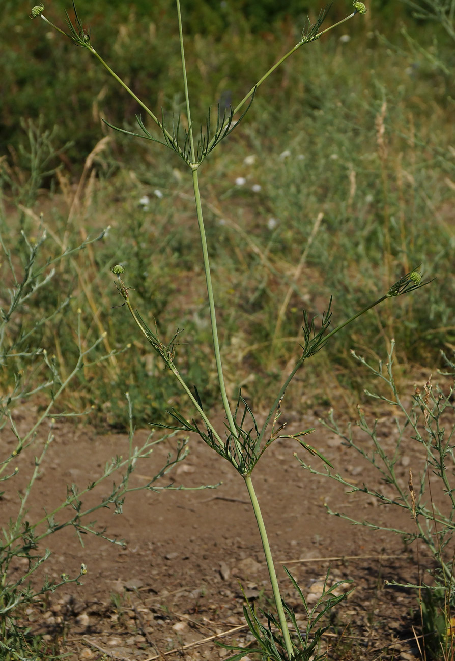 Image of Scabiosa ochroleuca specimen.