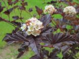 Physocarpus opulifolius