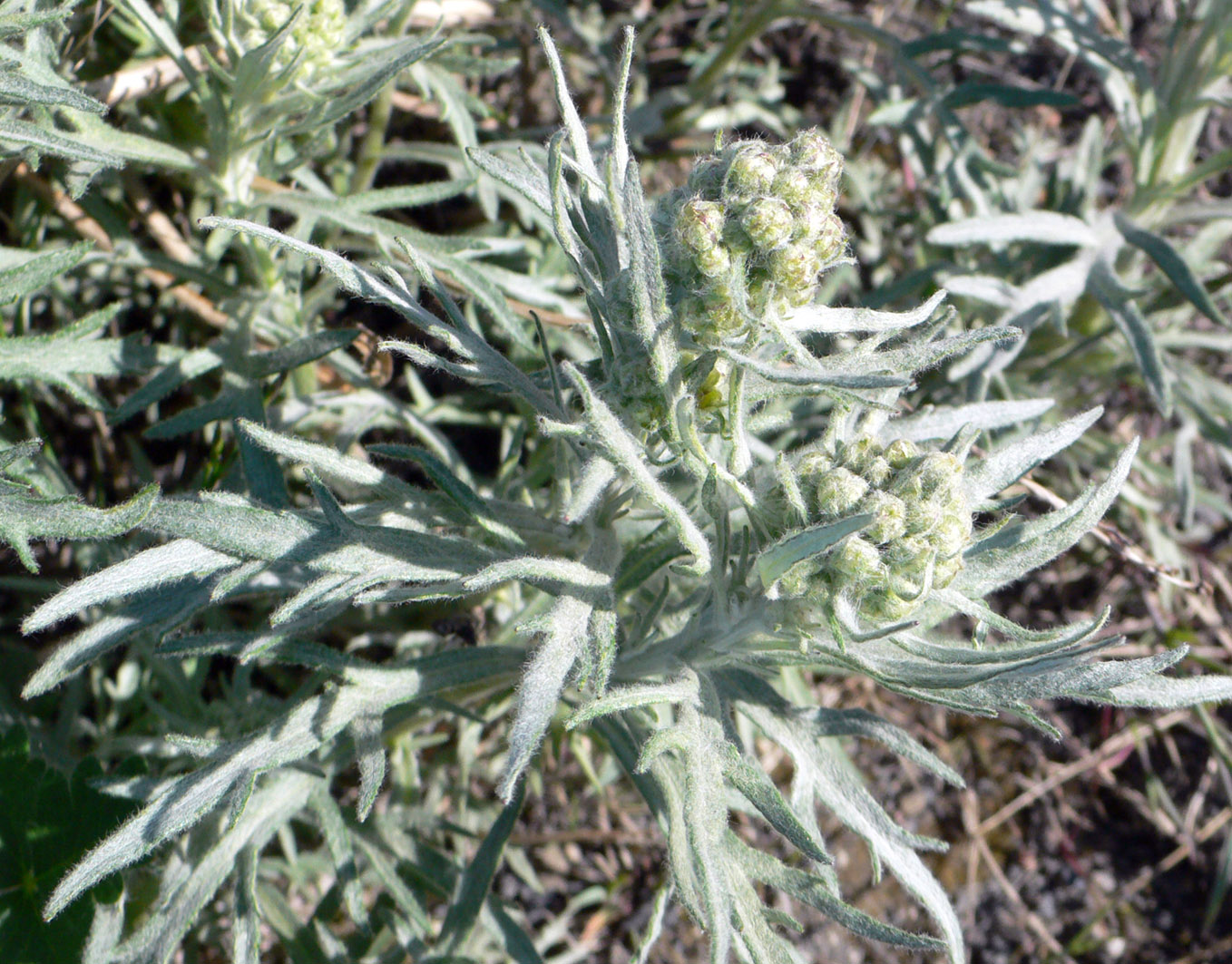 Изображение особи Artemisia tilesii.