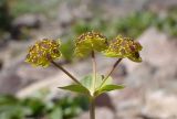 Bupleurum triradiatum