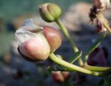 Capparis orientalis