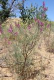 Astragalus barbidens