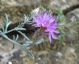 Centaurea caspia