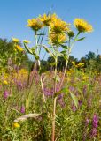 Inula britannica. Верхушка цветущего растения. Краснодарский край, Абинский р-н, окр. станицы Эриванская, низкий и периодически затапливаемый берег р. Абин, пойменный луг. 09.08.2015.