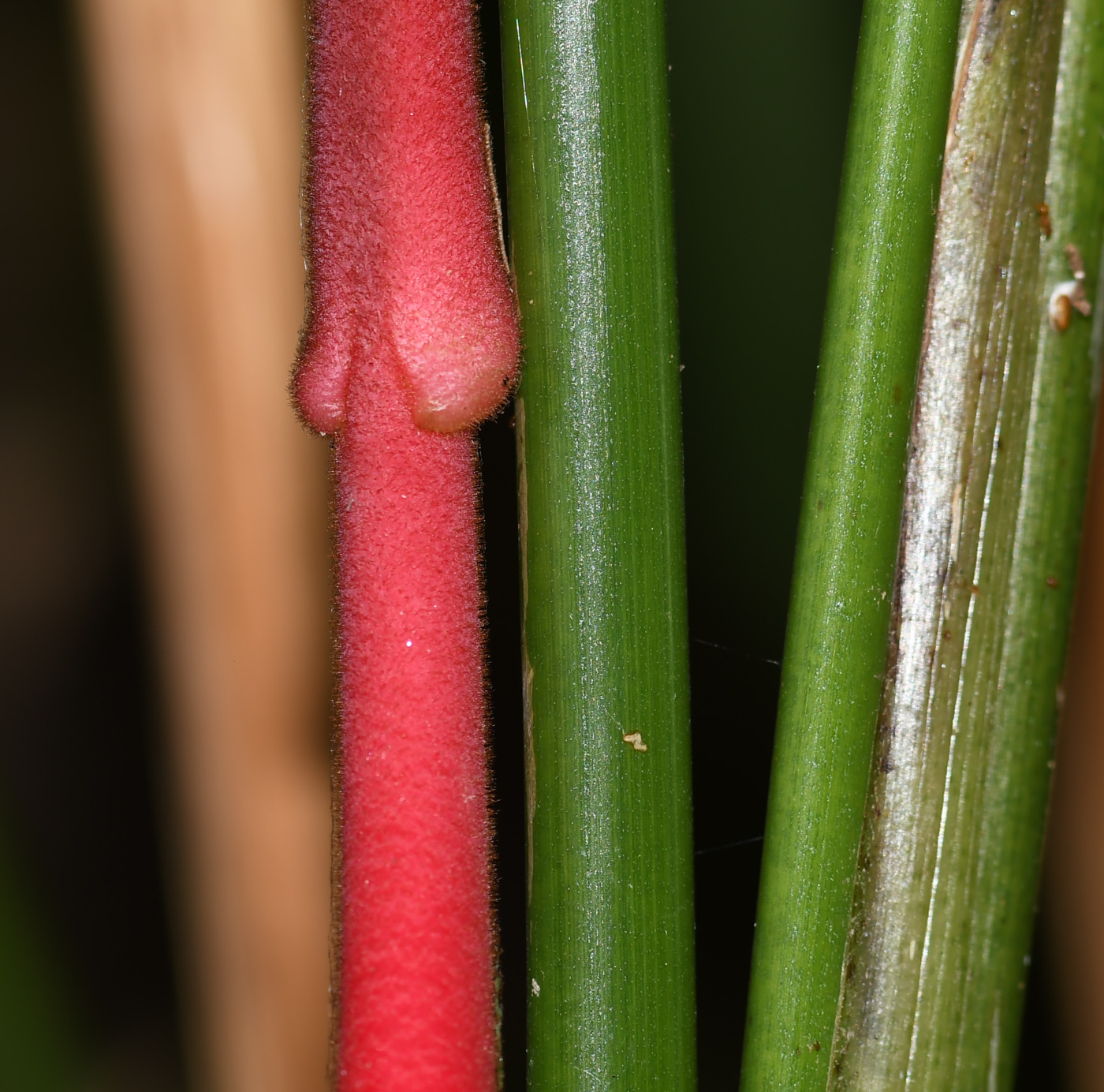 Изображение особи род Heliconia.