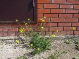 Diplotaxis tenuifolia. Цветущее и плодоносящее растение возле кирпичного забора. Томск, ул. Мельничная. 27.08.2017.