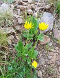 Doronicum oblongifolium