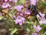 Thymus tauricus