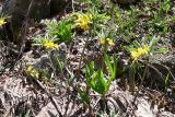Gymnospermium vitellinum. Цветущее растение. Таджикистан, Гиссарский хребет, бас. р. Варзоб, ущелье р. Кондара. 21 апреля 2011 г.