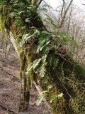 Polypodium cambricum