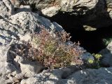 Limonium anfractum. Цветущее и плодоносящее растение. Хорватия, Дубровник, побережье Адриатического моря, скальная расщелина в зоне забрызга. 29 августа 2010 г.